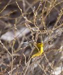 Wilsons Warbler